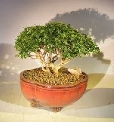 Japanese Kingsville Boxwood Bonsai Tree For Sale #1 (buxus microphylla  compacta) - Bonsai Tree Gardener