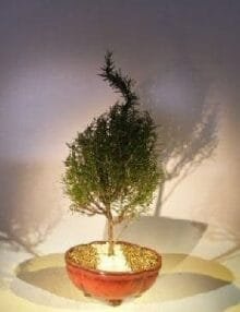 Flowering Rosemary Bonsai Tree For Sale #1 (rosmarinus officinalis)