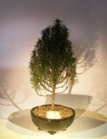 Flowering Rosemary Bonsai Tree For Sale #2 (rosmarinus officinalis)