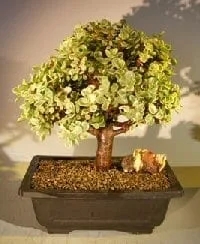 Baby Jade Bonsai Tree For Sale #1 - Variegated (portulacaria afra variegata)