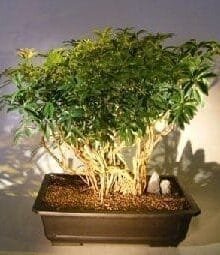 Hawaiian Umbrella Bonsai Tree For Sale Banyan Style #7 (arboricola schfflera)