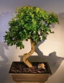 Flowering Ligustrum Bonsai Tree For Sale Curved Trunk Style (ligustrum lucidum)