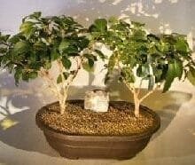 Flowering Ligustrum Bonsai Tree For Sale Two Tree Group (ligustrum lucidum)