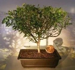 Flowering Chinese Pepper Bonsai Tree For Sale #2 (zanthoxylum piperitum)