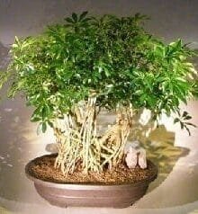 Hawaiian Umbrella Bonsai Tree For Sale Banyan Style #6 (arboricola schfflera)