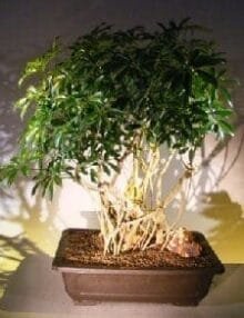 Hawaiian Umbrella Bonsai Tree For Sale Banyan Style #5 (arboricola schfflera)