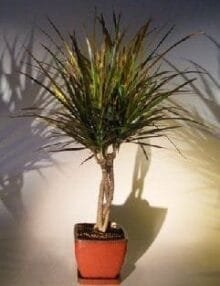 Dracena Bonsai Tree For Sale Braided Trunk (Dracena Marginata)