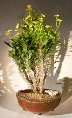 Flowering Crown of Thorns Bonsai Tree For Sale #2 - Cream / Yellow ( euphorbia milii) - Bonsai Tree Gardener