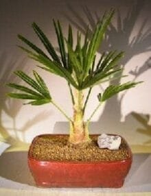 Windmill Palm Bonsai Tree For Sale (trachycarpus fortunie)
