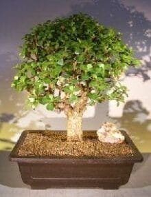 Baby Jade Bonsai Tree For Sale #2 (Portulacaria Afra)