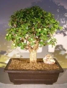 Baby Jade Bonsai Tree For Sale #2 (Portulacaria Afra)