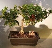 Bougainvillea Bonsai Tree For Sale #2 - Flowering Vine (pink pixie)