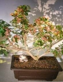 Bougainvillea Bonsai Tree For Sale #4 - Flowering Vine (pink pixie)