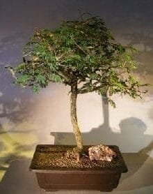 Flowering Princess Earrings Bonsai Tree For Sale #2 (dichrostachys cinerea)