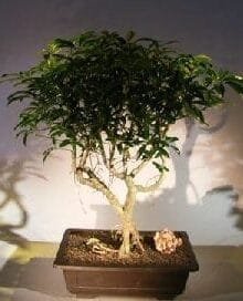Hawaiian Umbrella Bonsai Tree For Sale Exposed Roots (arboricola schefflera)