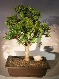 bonsai ligustrum nitida broom bonsai tree