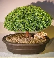 Japanese Kingsville Boxwood Bonsai Tree For Sale #3 (buxus microphylla  compacta) - Bonsai Tree Gardener