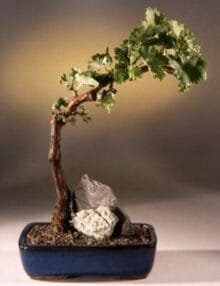 Wine Grape Bonsai Bonsai Tree For Sale Tempranillo - Red