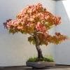 Liquidambar Bonsai Tree