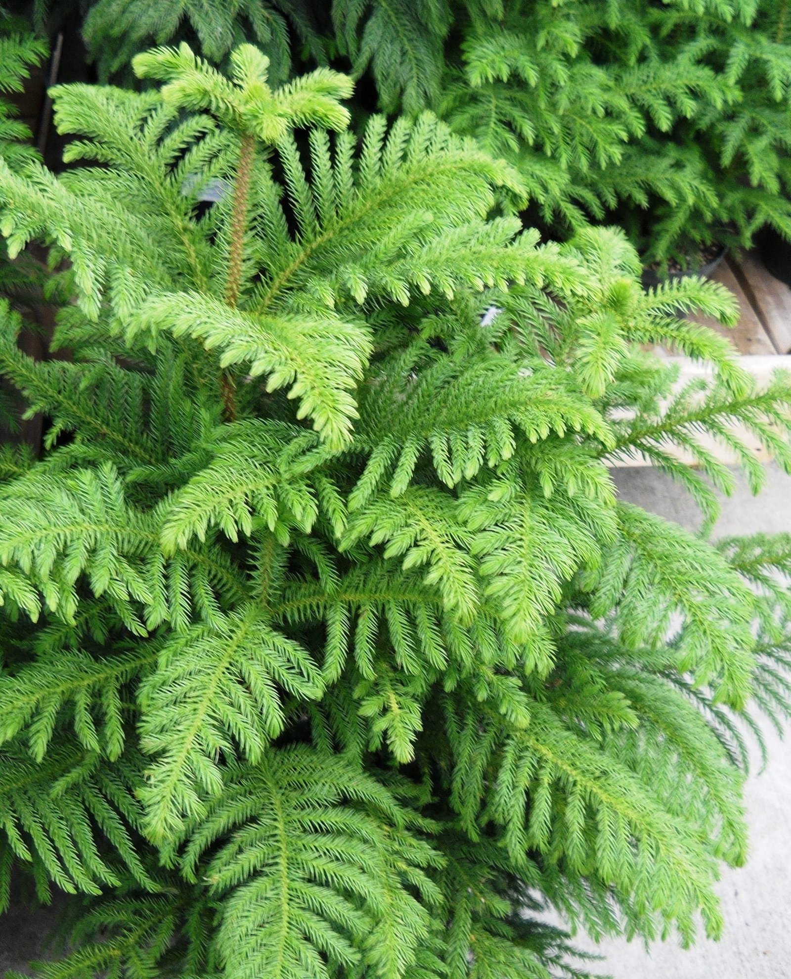 Norfolk Island Pine Bonsai Tree Care Guide Araucaria Heterophylla Bonsai Tree Gardener