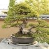 Outdoor Bonsai Tree Care