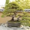 Outdoor Bonsai Tree Care