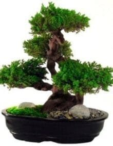 Monterey Bonsai Tree For Sale - 20 (Preserved - Not a living tree)