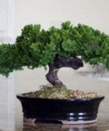 Monterey - Single Trunk-Preserved Bonsai Tree For Sale (Preserved - Not a living tree)