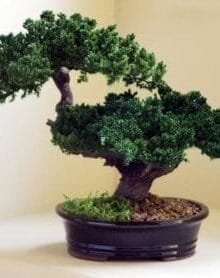Monterey - Double Trunk-Preserved Bonsai Tree For Sale (Preserved - Not a living tree)