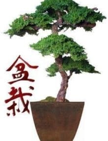 Monterey Preserved Bonsai Tree For Sale Kage Style - 6 Feet Tall (Preserved - Not a living tree)