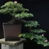 Powder Puff Bonsai Tree