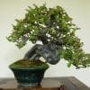 Shohin Bonsai Tree