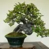 Shohin Bonsai Tree