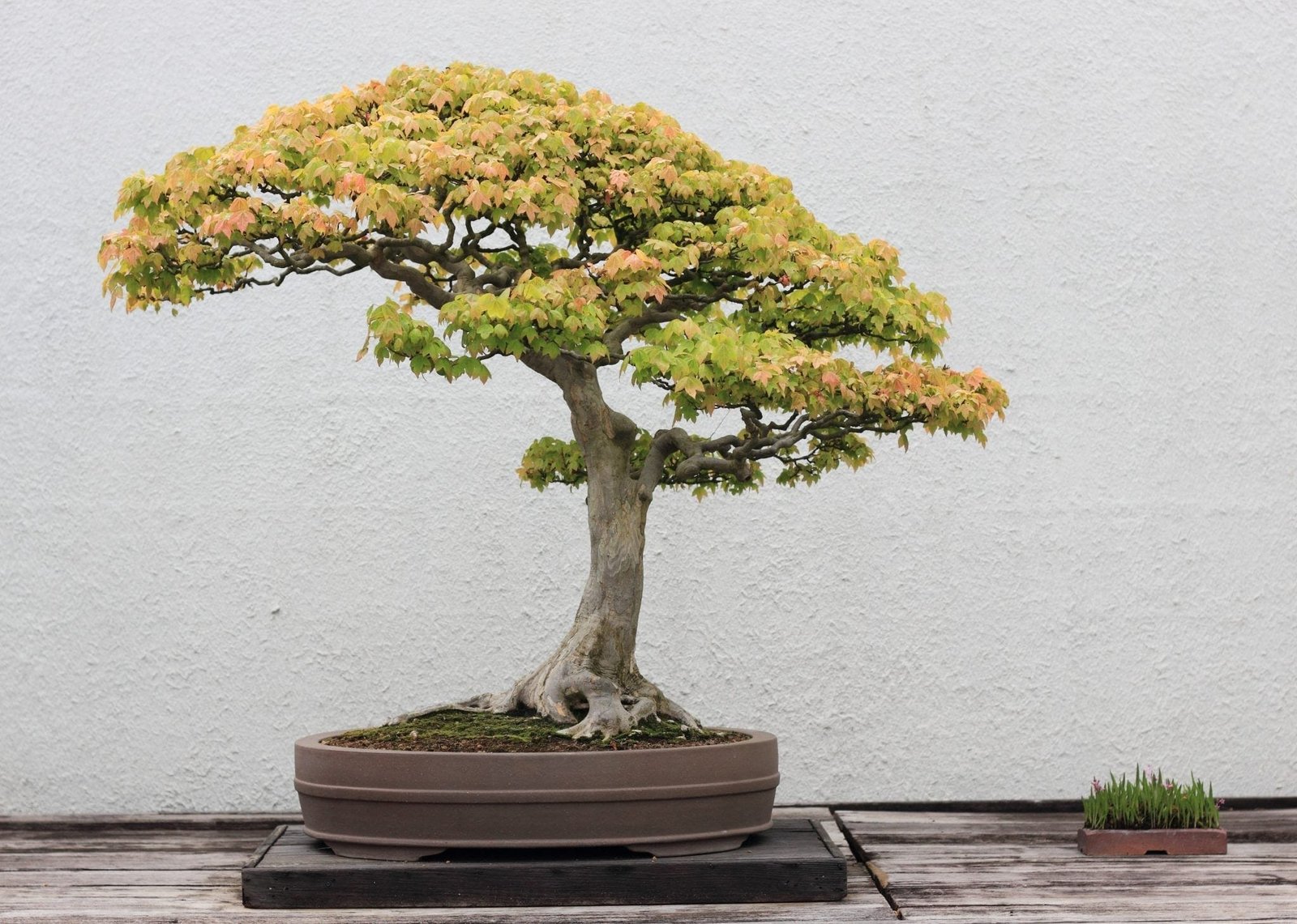 Japanese Maple Bonsai Care Bonsaischule Wenddorf.