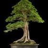 Tropical Bonsai Tree