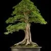 Tropical Bonsai Tree
