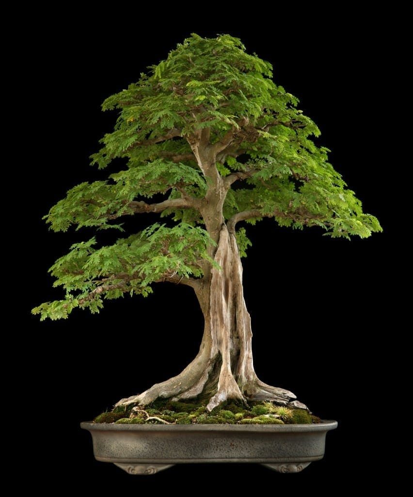 Tropical Bonsai Trees Bonsai Tree Gardener