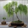 Weeping Willow Bonsai Tree
