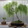 Weeping Willow Bonsai Tree