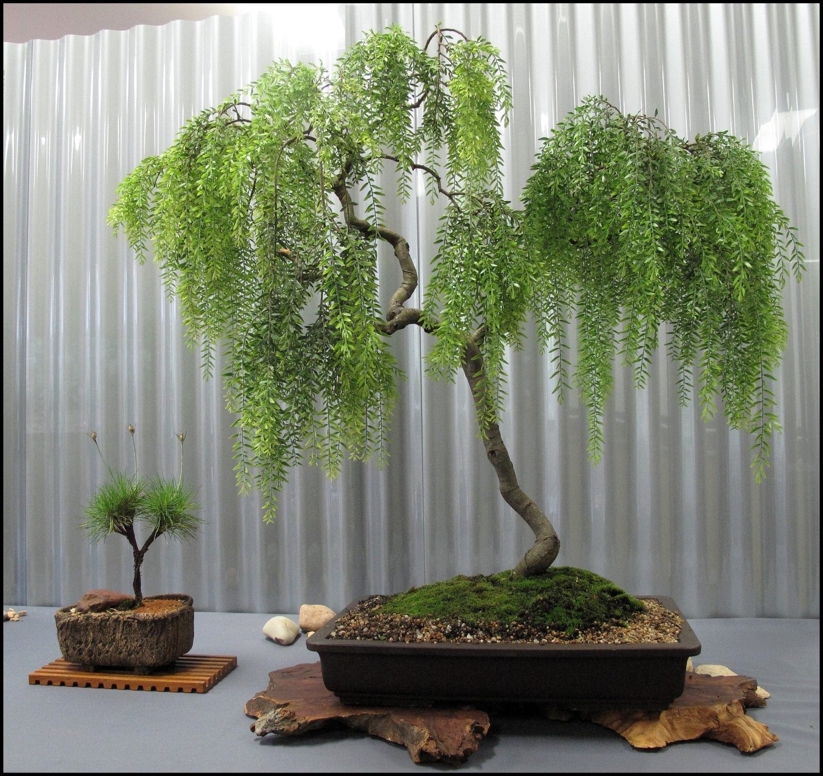 Weeping Willow Bonsai Trees. 