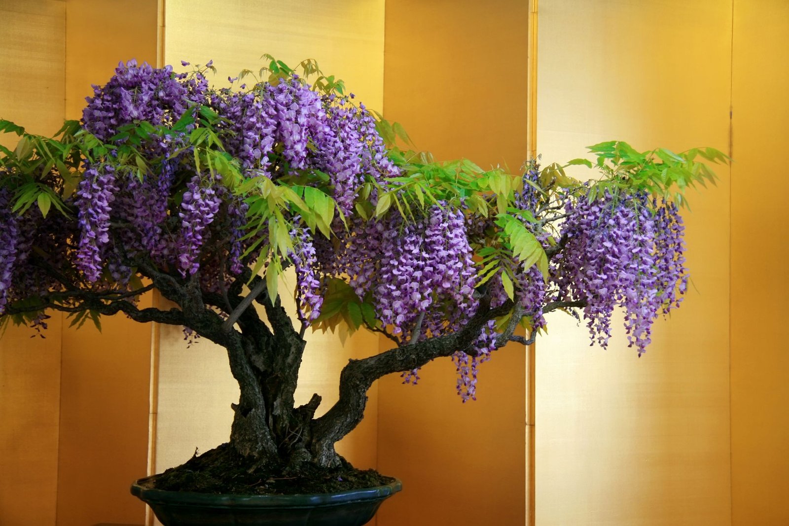 Wisteria Bonsai Trees Bonsai Tree Gardener