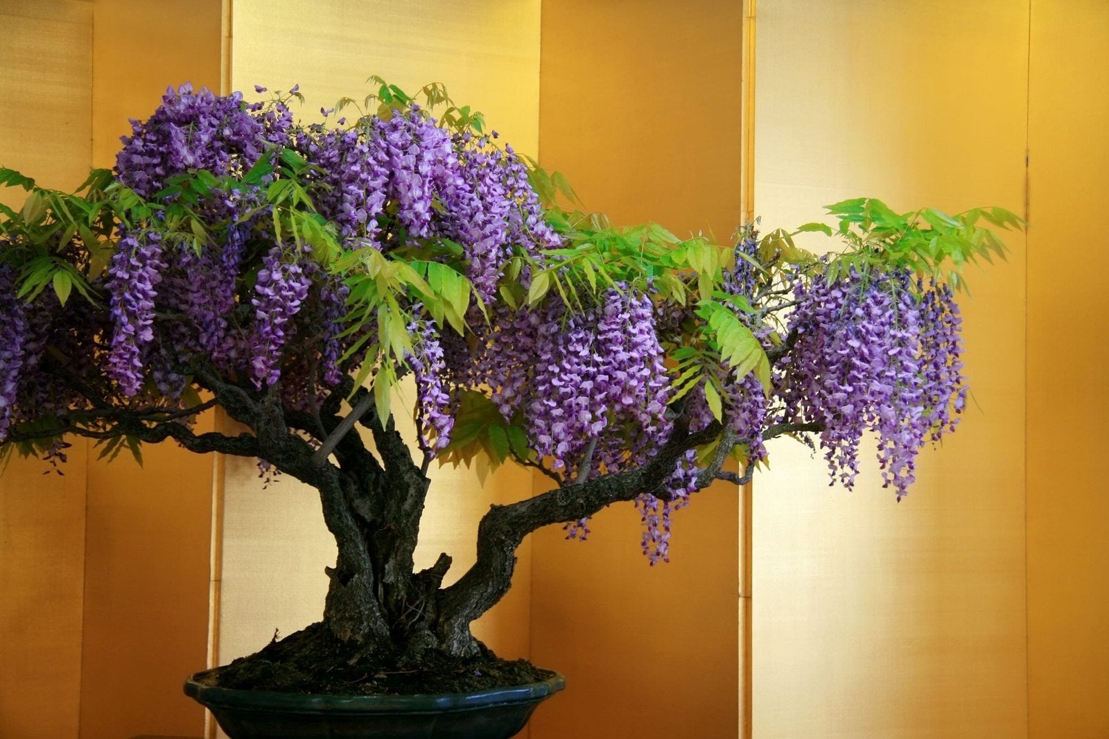 Wisteria Bonsai Tree Care Guide Wisteria Sp Bonsai Tree Gardener