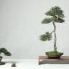 Bonsai Feng Shui
