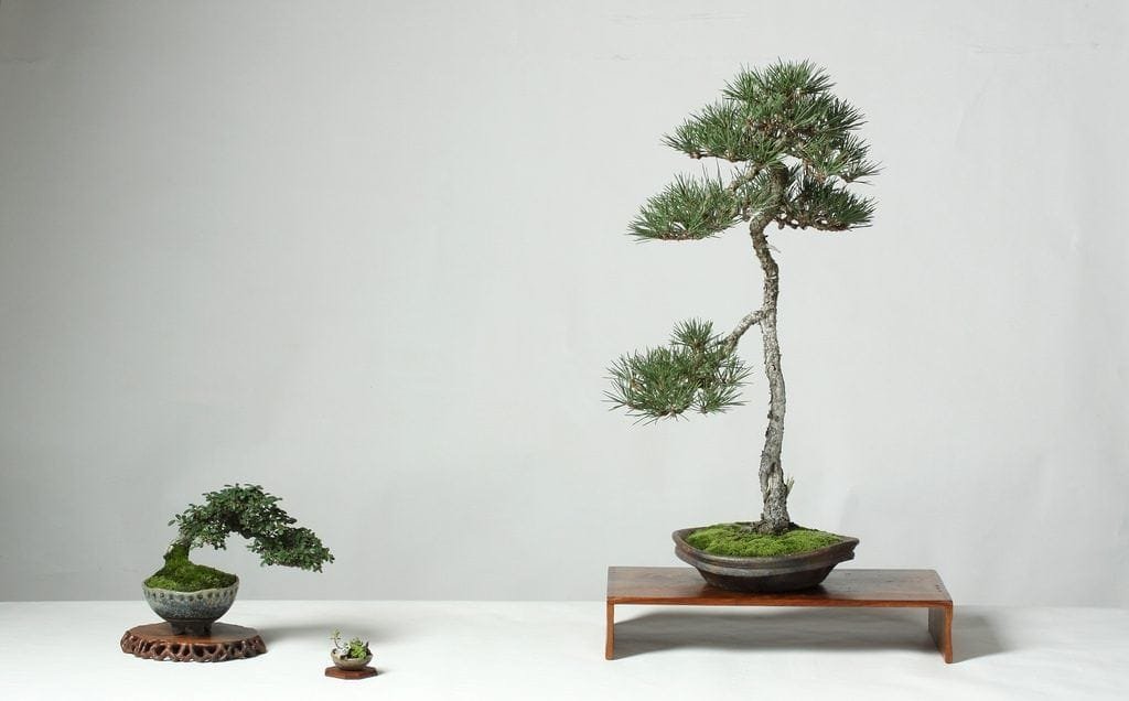 Bonsai Feng Shui