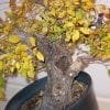 Bonsai Leaves Turning Yellow