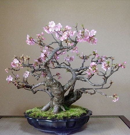 a cherry tree bonsai cherry blossom bonsai trees bonsai tree gardener a cherry tree bonsai cherry blossom bonsai trees bonsai tree gardener