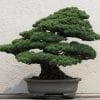Evergreen Bonsai Tree