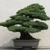 Evergreen Bonsai Tree
