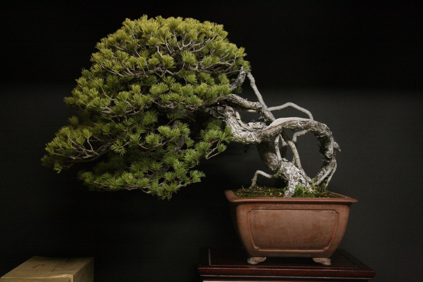 Bonsai Styles Bonsai Tree Gardener