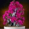 Flowering Bonsai Tree